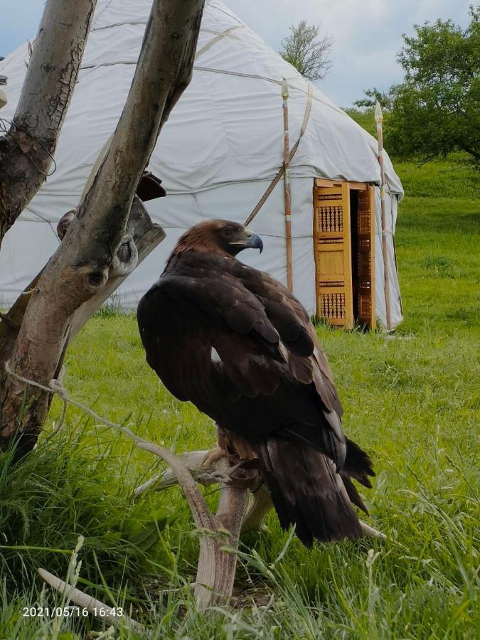 Luxury tent юрта Qyran *