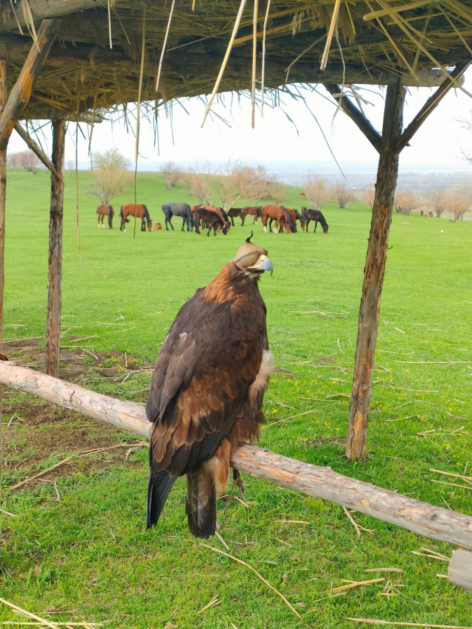 юрта Qyran